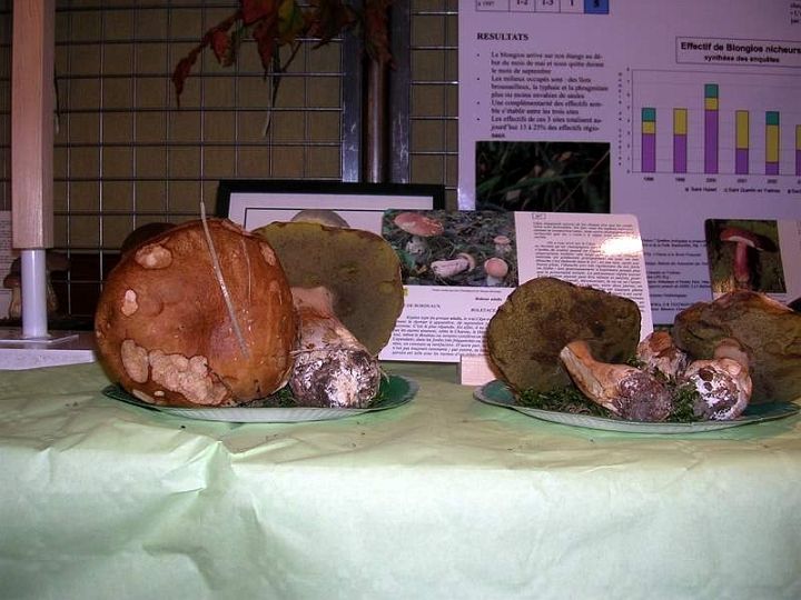 Expo champignons a St Leger 48